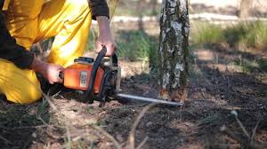 Best Hazardous Tree Removal  in Melrose, MN