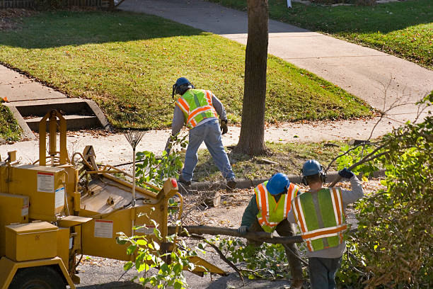 Best Tree Mulching  in Melrose, MN