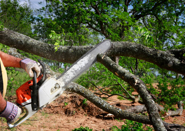 Professional Tree Removal in Melrose, MN